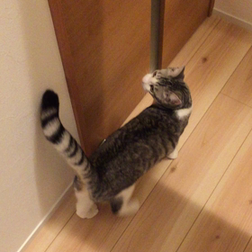 外に出たいリリ動画連発の画像