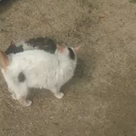 しらゆきちゃん動画シリーズの画像