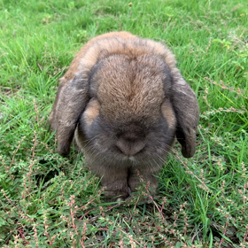 今日の朝んぽ（7/15）の画像