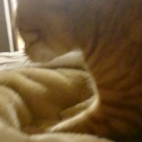 コタ動６の画像