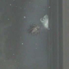 すぎぴたんの事件簿シーズン3　349話（ドジっ子！　ヤモリ）の画像