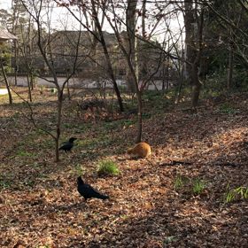 敵か味方かの画像