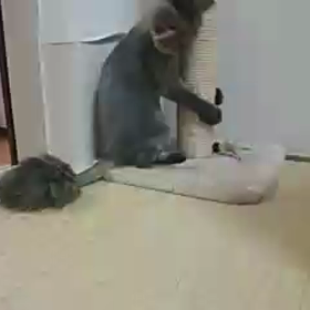 大大大好きなネズミちゃんの画像