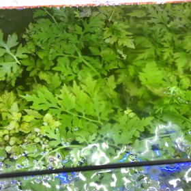 1800のウォータースプライトの画像