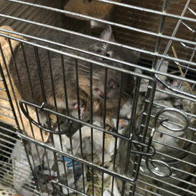 デグーは、懐くね。の画像