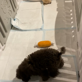 モグちゃんと、白熊くんの画像