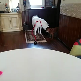 お散歩♪直前!!早くしてくれぇー 的な(^^)の画像