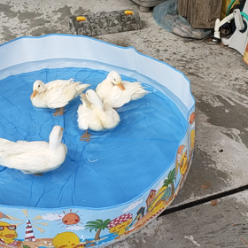 ご近所さんの新しい住人。の画像