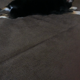 専務の尻尾。の画像