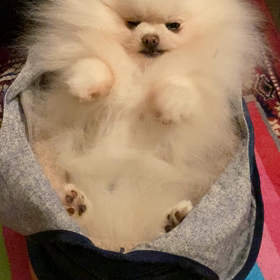 こむぎの画像