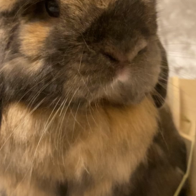 お鼻ヒクヒクの画像