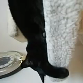 ニャンズもバテバテの画像