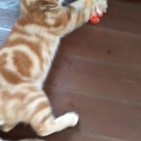 *動画maro *～ひとり遊びの画像