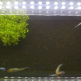 初動画！！の画像