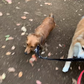 5月14日8わんこと1時間遠足  代々木公園の画像