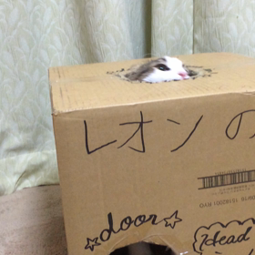 レオンビックリ箱の画像