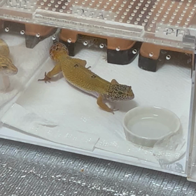 ピアちゃんのまかかいな動きの画像