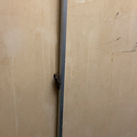 このセミの行方は・・の画像