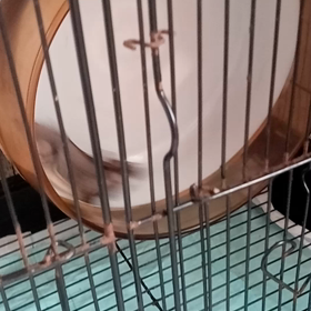 うちのフクロモモンガの画像