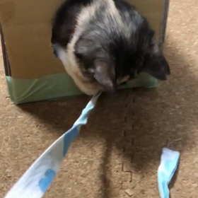 渚ちゃん正式譲渡☺️の画像