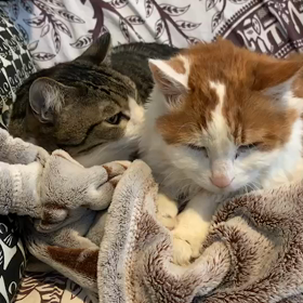 場所取りの画像