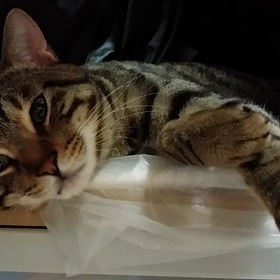 あおにゃんこのおてて(//∇//)の画像