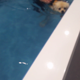 てんちゃん日記No.12 初泳ぎの画像