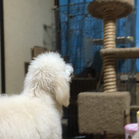 すーちゃんあーそぼの画像