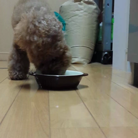 そろそろトリミングかなぁ…の画像