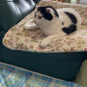 あ、かえってきたにゃ！の画像