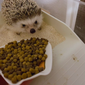 9w6d 母子手帳をもらいましたの画像