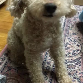 ピース②愛Loveピーちゃん♥︎の画像