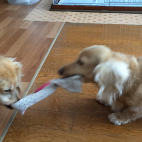 43歳不妊治療で妊娠。9W0dの画像