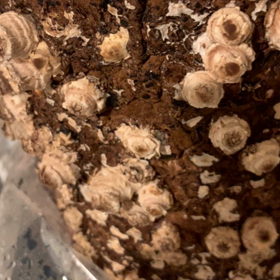 自宅で椎茸栽培の画像