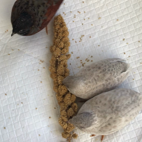 241日目 粟穂を食す会。の画像