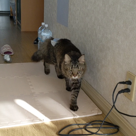 ケージから出してお留守番の画像