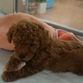 食後の様子(^-^)/の画像