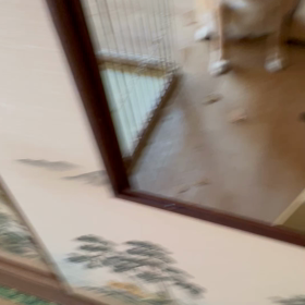 破壊王マロさんの画像