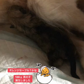 カカオbaby♡誕生の画像