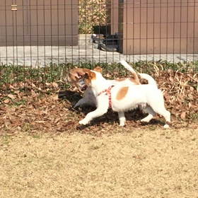 ゲンキ、大いに走るの画像