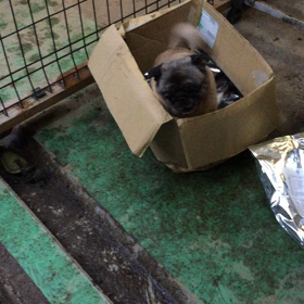 大変(((o(*ﾟ▽ﾟ*)o)))の画像