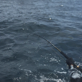 午前のヒラマサムービーの画像