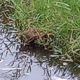 台風のお陰でシラサギに逢えました。の画像