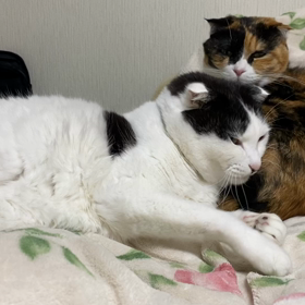 そろそろの画像