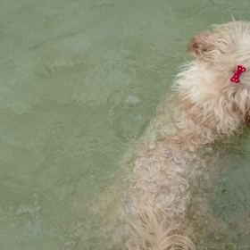 レオたんついにの画像