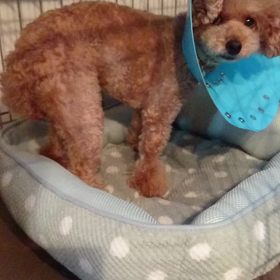 【まだ、ケージから出ないよ！】の画像