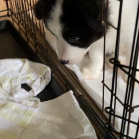 販売中　ボーダーコリーの画像