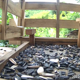 すぎぴたんの事件簿シーズン2　359話（進撃の巨人キジバト）の画像