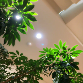 屋内だけど木漏れ日みたいでの画像