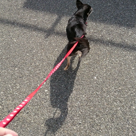 リンちゃん朝のお散歩～(^^)の画像